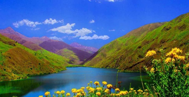ویکی مدیا