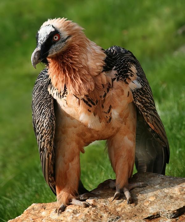 «همای سعادت» پرنده افسانه ای | (Gypaetus barbatus)