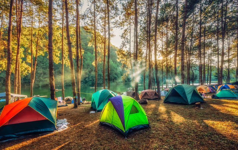 جنگل لفور | lafour forest