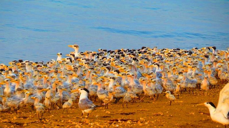جزیره نخیلو: راهنمای سفر به خانه پرندگان دریایی